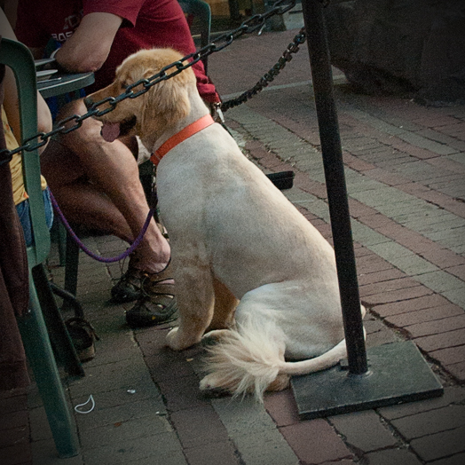 goldenlion_01
