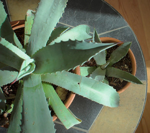 lragave_agave